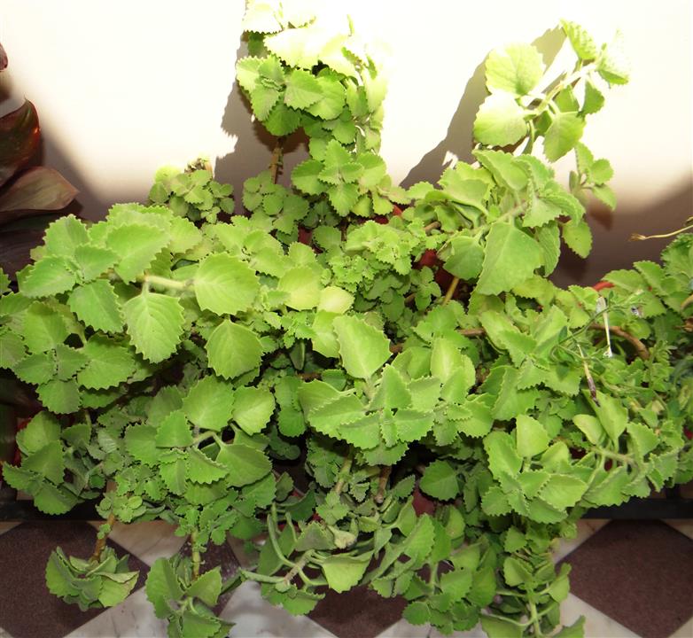 Coleus amboinicus